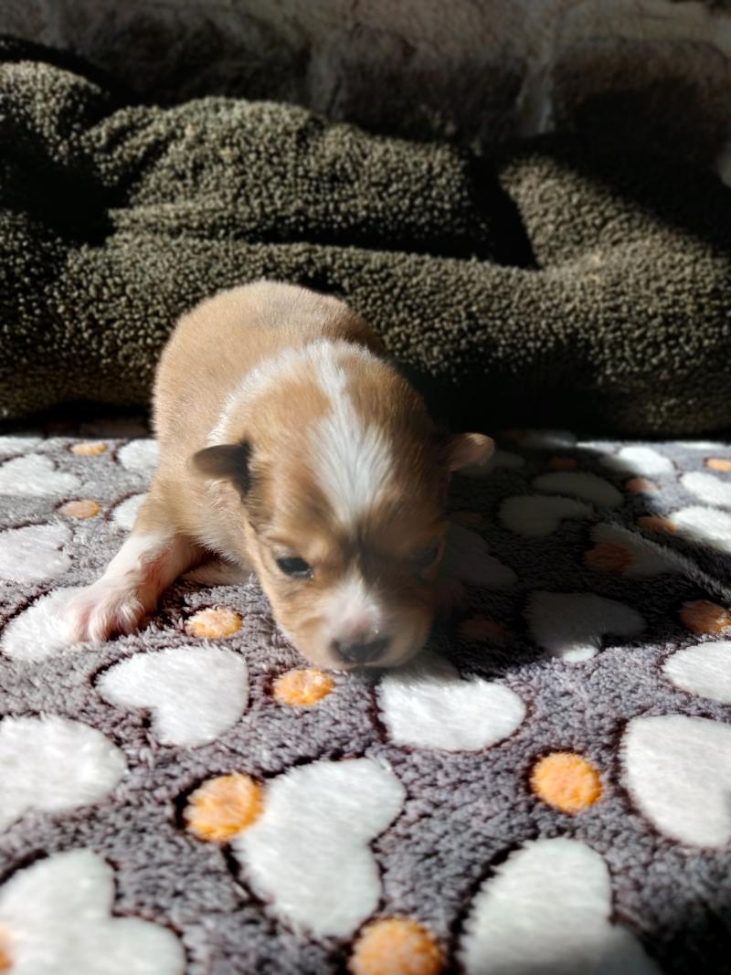 Brownie Mâle Spitz allemand