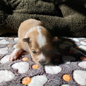 chiot Spitz allemand Merle rouge Brownie Elevage de la Jambière