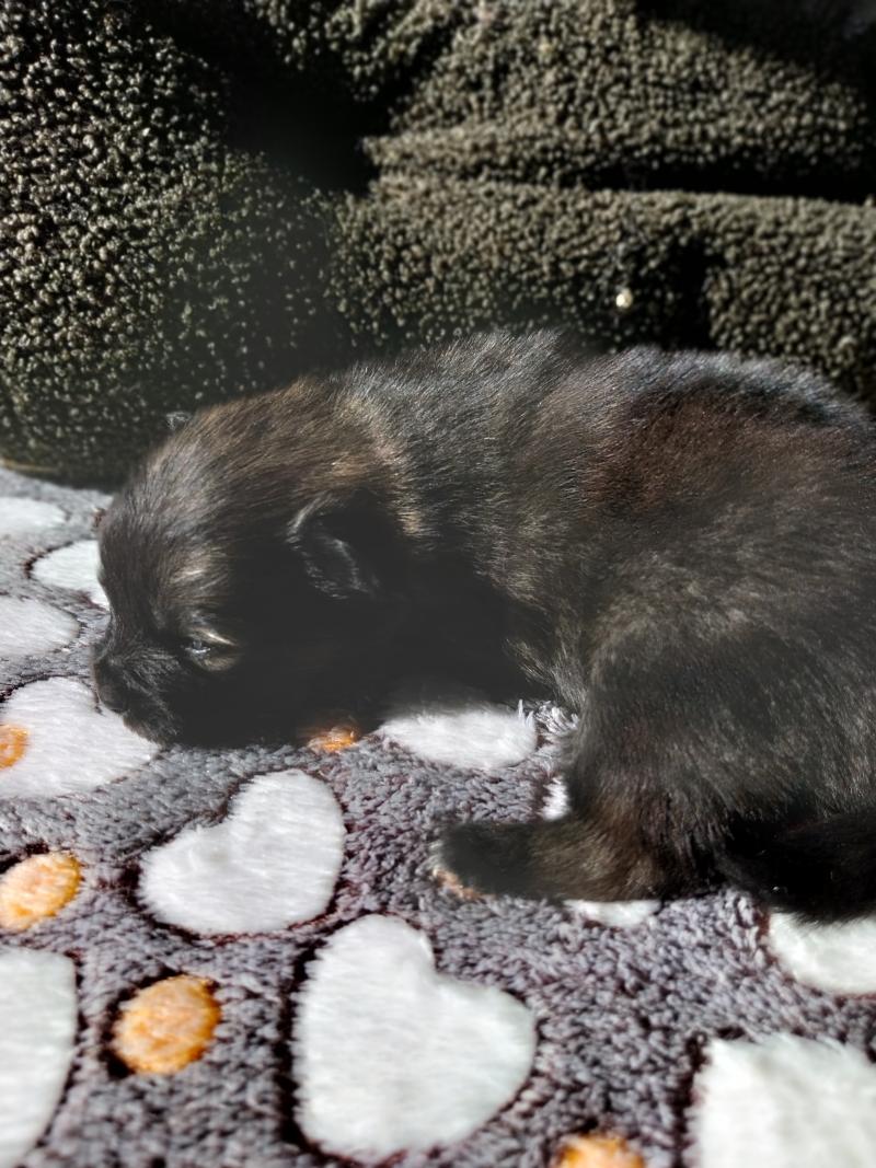 Brooklyn Femelle Spitz allemand