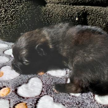 chiot Spitz allemand Fauve Charbonné Brooklyn Elevage de la Jambière