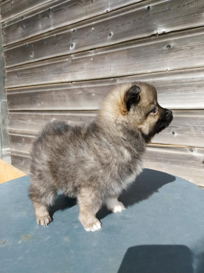 Brooklyn Femelle Spitz allemand