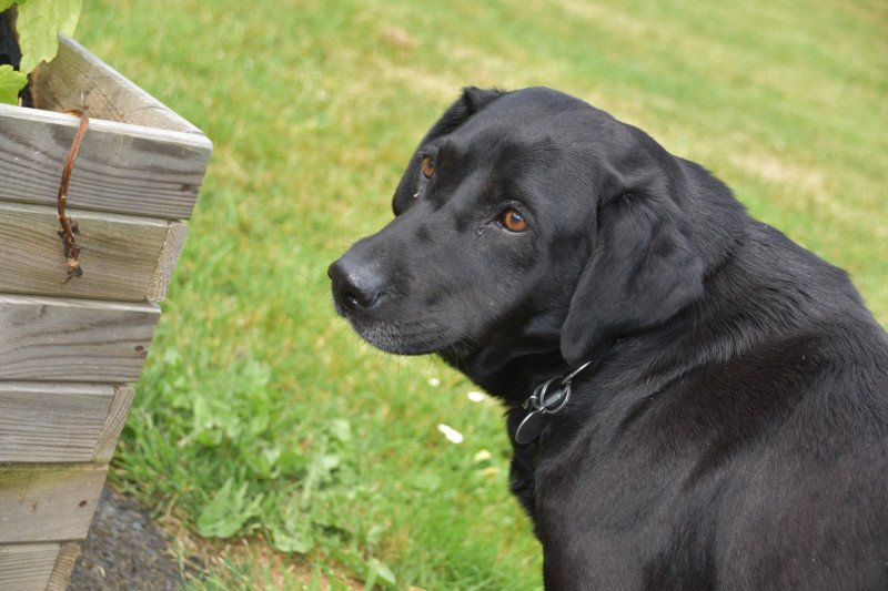 Nala Femelle Retriever du Labrador