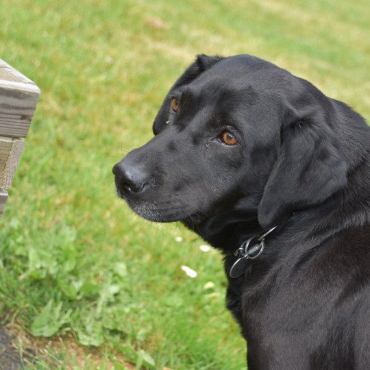 Nala Femelle Retriever du Labrador