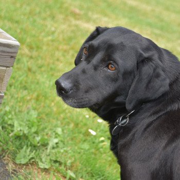 chien Retriever du Labrador Nalla Elevage de la Jambière