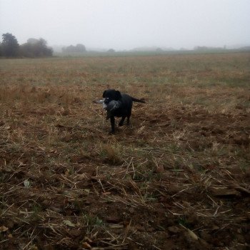 chien Retriever du Labrador noir Nala Elevage de la Jambière