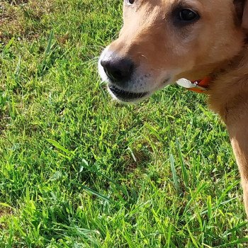 chien Retriever du Labrador rouge Pouka Elevage de la Jambière