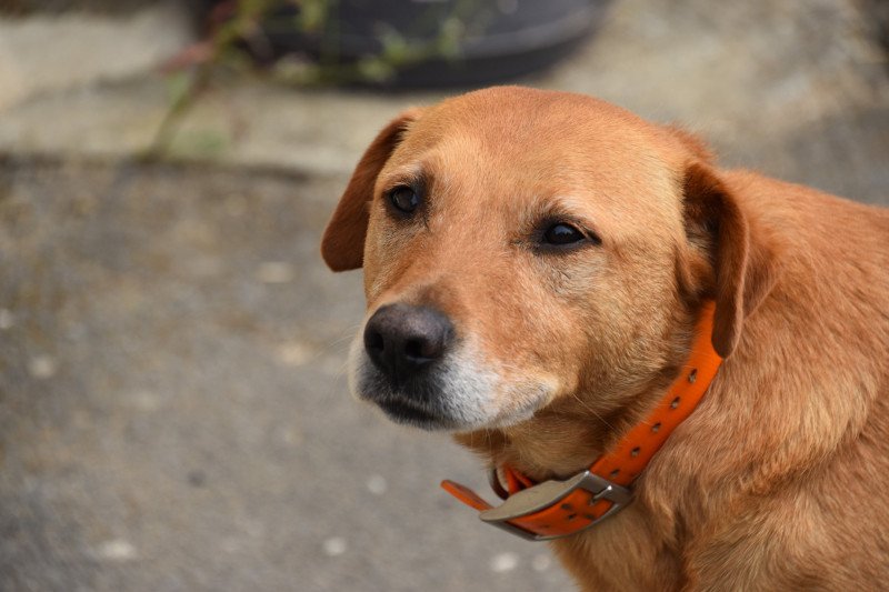 Pouka Femelle Retriever du Labrador