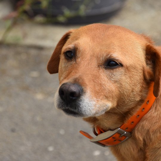 Pouka Femelle Retriever du Labrador