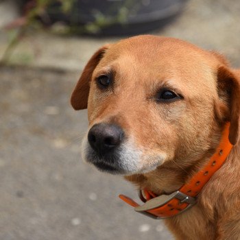 chien Retriever du Labrador rouge Pouka Elevage de la Jambière