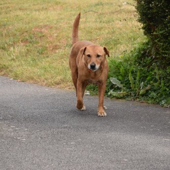 chien Retriever du Labrador rouge Pouka Elevage de la Jambière