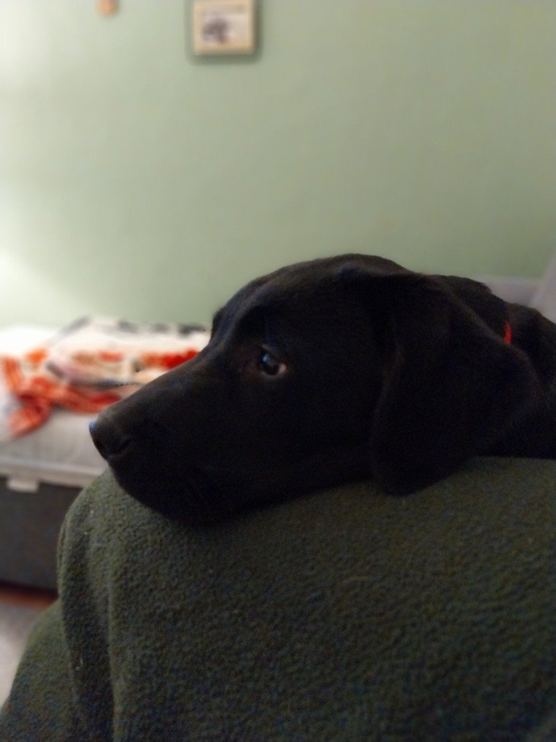 Vortex Mâle Retriever du Labrador