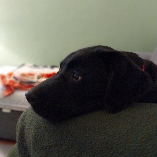 Vortex Mâle Retriever du Labrador