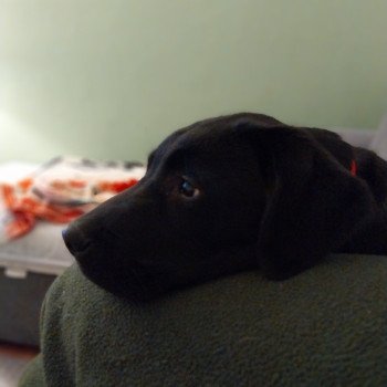 chiot Retriever du Labrador noir Vortex Elevage de la Jambière