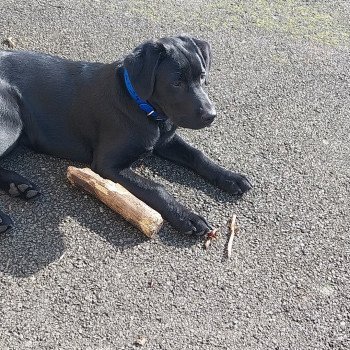 chien Retriever du Labrador noir Vortex Elevage de la Jambière
