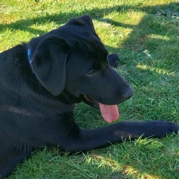 chien Retriever du Labrador noir Vortex Elevage de la Jambière