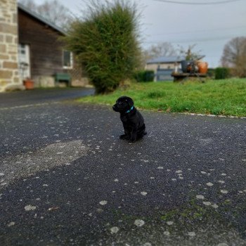 chien Retriever du Labrador noir Vortex Elevage de la Jambière