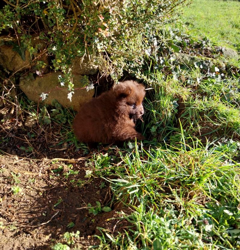 Alpha Mâle Spitz allemand