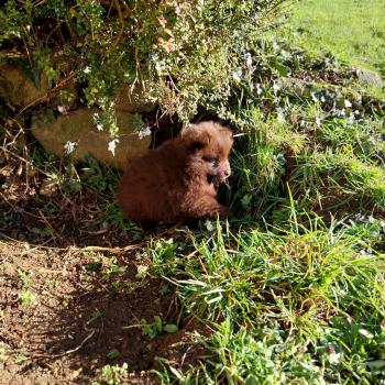 chiot Spitz allemand Chocolat Alpha Elevage de la Jambière