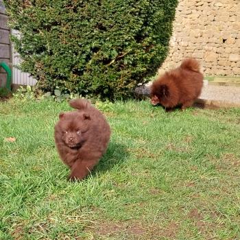 chiot Spitz allemand Chocolat Alpha Elevage de la Jambière
