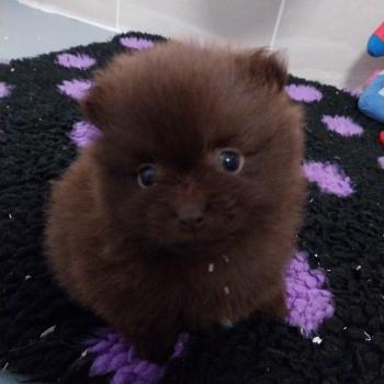 chiot Spitz allemand Chocolat Apple Elevage de la Jambière