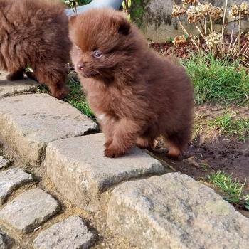 chiot Spitz allemand Chocolat Apple Elevage de la Jambière