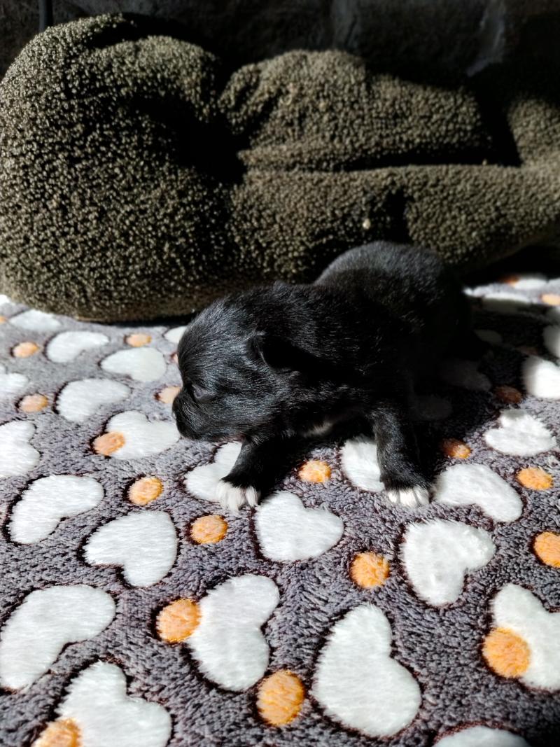 Balto Mâle Spitz allemand