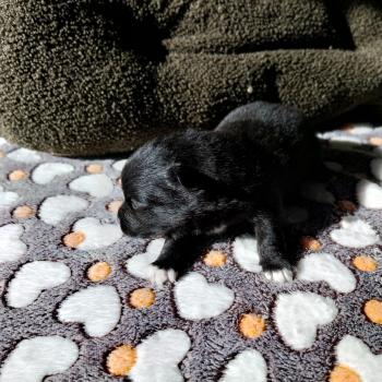 chiot Spitz allemand Noir Balto Elevage de la Jambière