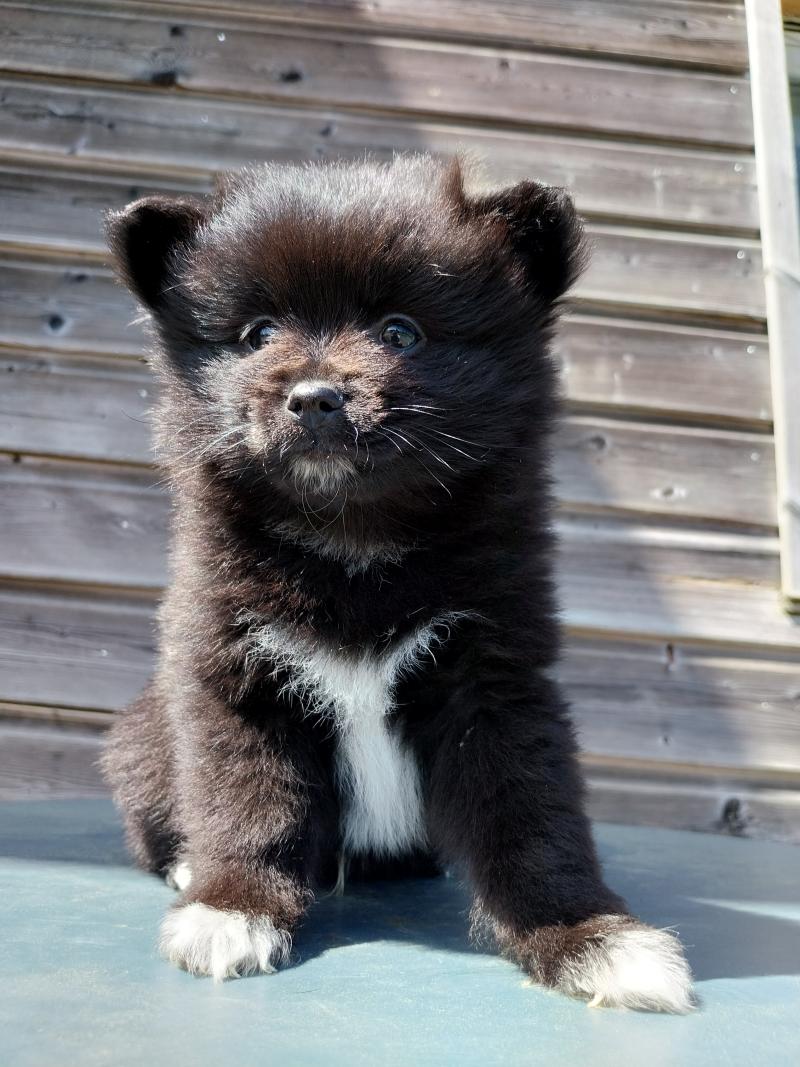 Balto Mâle Spitz allemand