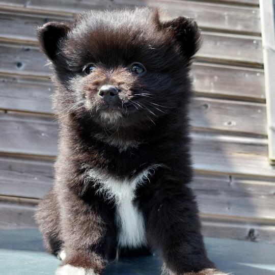 Balto Mâle Spitz allemand