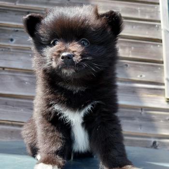 chiot Spitz allemand Noir Balto Elevage de la Jambière