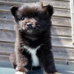 Balto