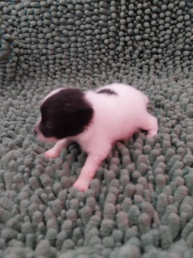 Blue Femelle Spitz allemand