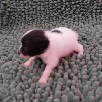 chiot Spitz allemand Parti-colors Blue Elevage de la Jambière