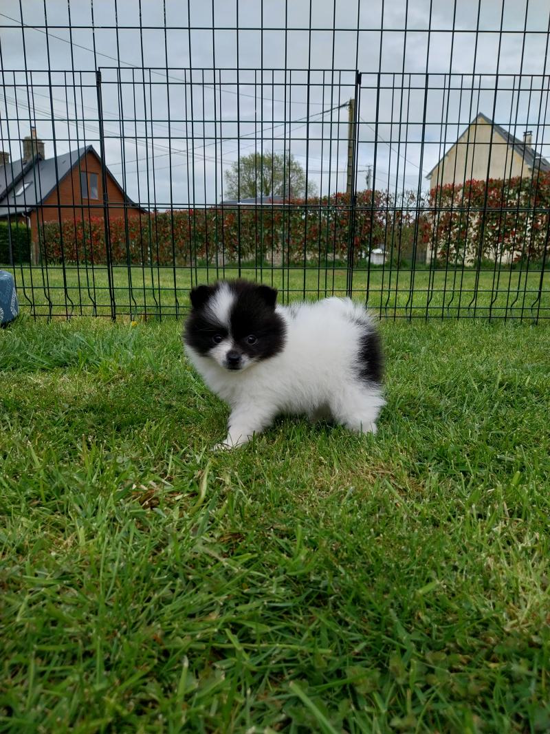 Blue Femelle Spitz allemand