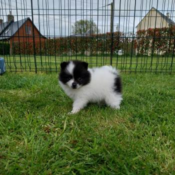 Blue Femelle Spitz allemand