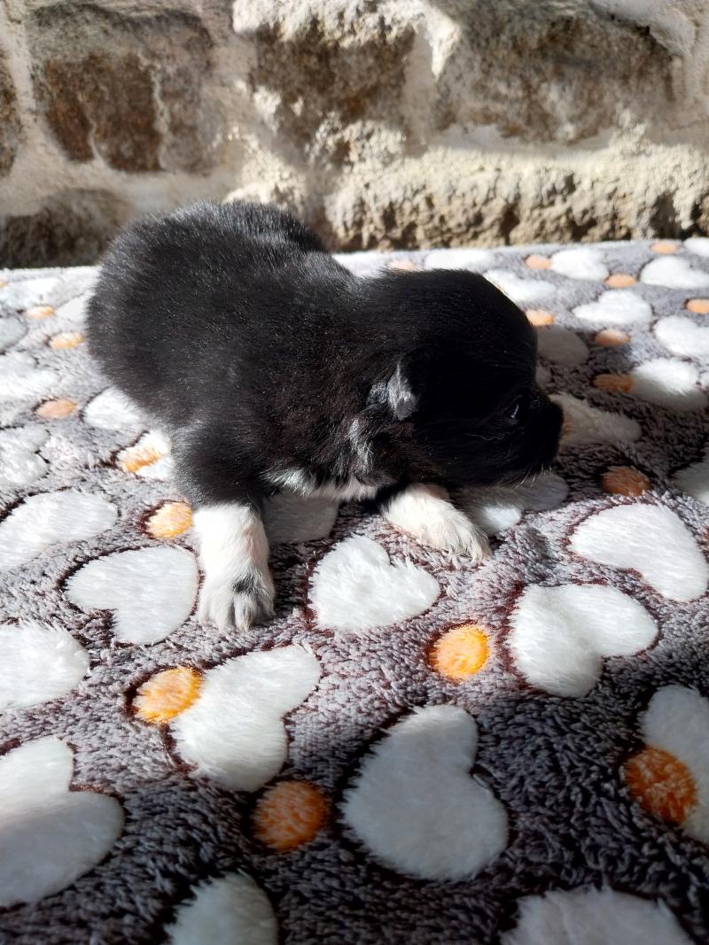 Boston Mâle Spitz allemand