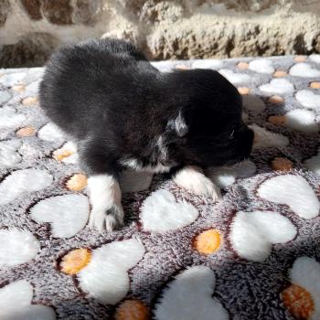 chiot Spitz allemand Noir Boston Elevage de la Jambière