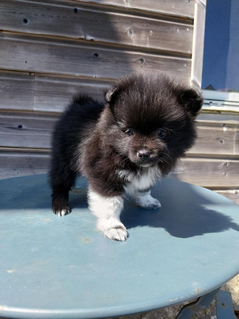 Boston Mâle Spitz allemand