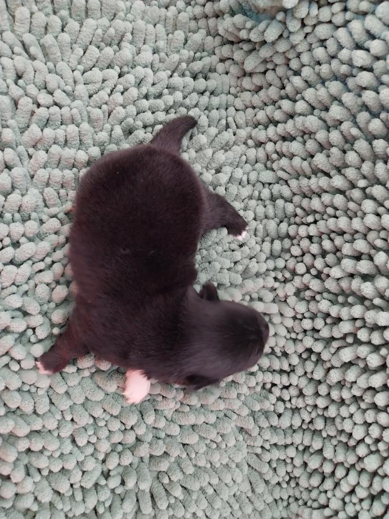 Brindille Femelle Spitz allemand