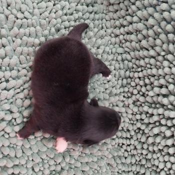 chiot Spitz allemand Noir Brindille Elevage de la Jambière