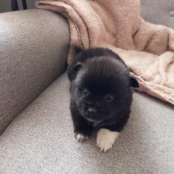 chiot Spitz allemand Noir Brindille Elevage de la Jambière
