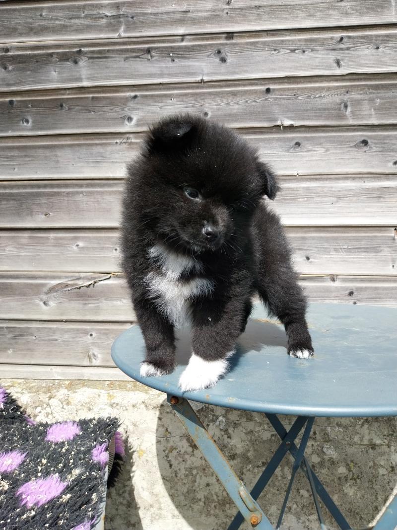 Brindille Femelle Spitz allemand