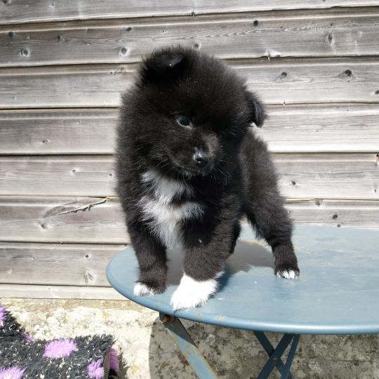 Brindille Femelle Spitz allemand