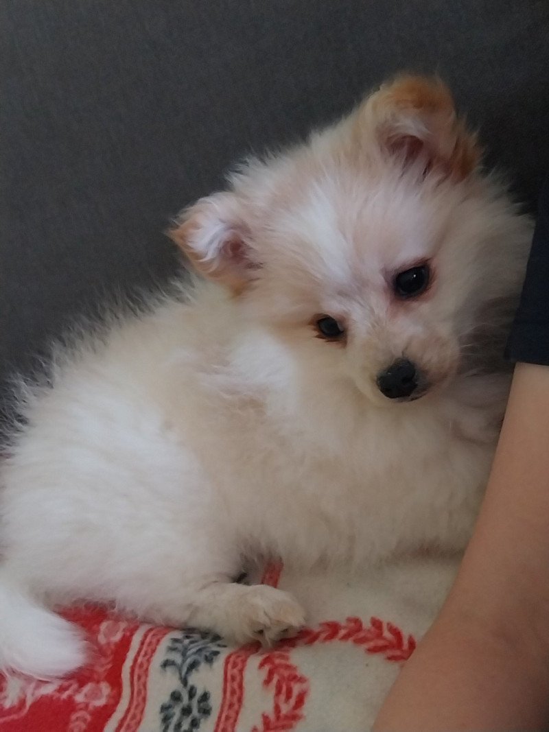 Aloa Femelle Spitz allemand