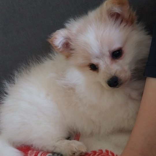 Aloa Femelle Spitz allemand