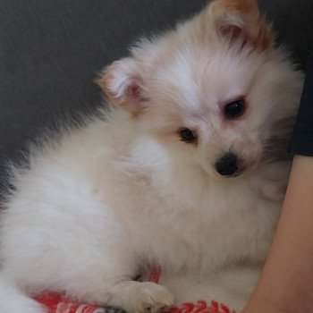 chiot Spitz allemand Even Elevage de la Jambière