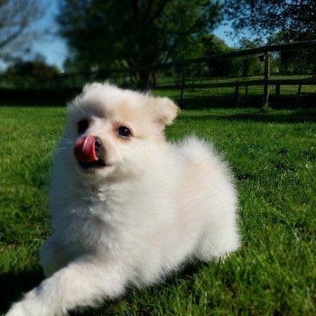 chien Spitz allemand blanc & crème Even Elevage de la Jambière