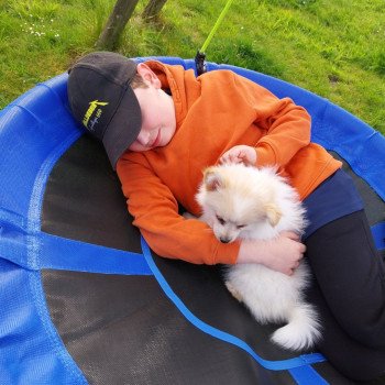 chien Spitz allemand blanc & crème Even Elevage de la Jambière