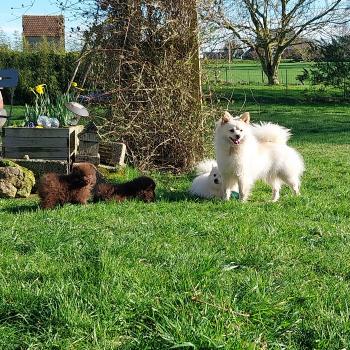 chien Spitz allemand blanc & crème Aloa Elevage de la Jambière