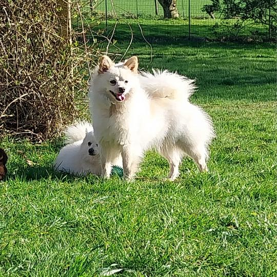Aloa Femelle Spitz allemand